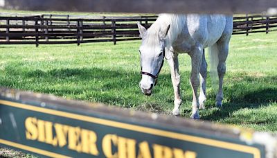 For ex-Derby winner Silver Charm, it’s a life of leisure at Kentucky retirement farm | Jefferson City News-Tribune