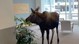 A moose walked into an Alaska hospital and started snacking on the potted plants. A local biologist says it's 'typical moose behavior.'