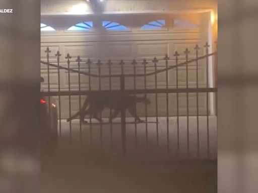 Mountain lion sightings in 2 San Jose neighborhoods