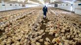 3 expertos hablan sobre influenza aviar en México; “no hay que alarmarse”, aseguran