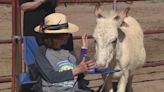 Arizona non profit uses donkeys as therapy animals