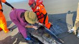 鯨豚悲歌！宜蘭海灘驚見小抹香鯨擱淺 經評估健康差執行安樂死