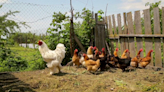 Montana state health officials encourage safe handling of live poultry