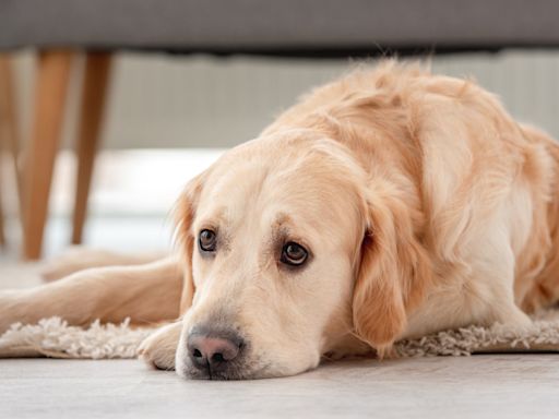 Golden Retriever’s Failed Attempt To Play With New Bernese Mountain Puppy Is Too Cute