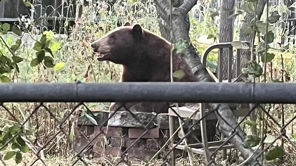 Bear spotted in San Luis Obispo