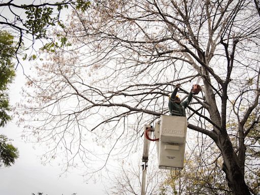 Ya se hicieron 26.000 podas de árboles en la Ciudad en lo que va del 2024