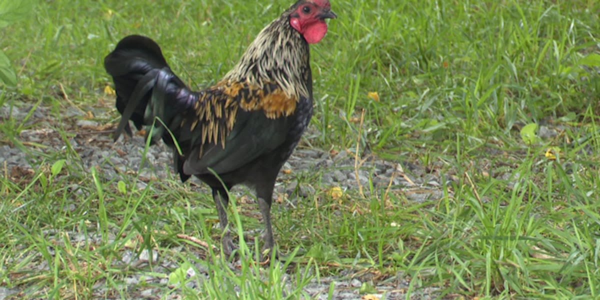 North Country Inspiration: Richard Roast the Rooster becomes talk of the town