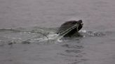 La gripe aviar mata a cientos de lobos marinos en áreas protegidas de Perú