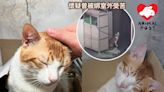 追求遲來的幸福 白沙村被遺棄貓貓開始尋家 - 香港動物報 Hong Kong Animal Post
