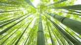 Getting Ready: Bamboo- An outstanding renewable resource