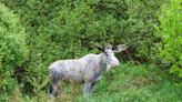 Rare White Moose Spotted Strolling Down Canadian Highway