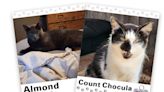 WAGNER TAILS: Almond and Count Chocula
