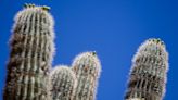 Have you spotted these cactuses in Arizona? They aren't saguaros. Here's what they are