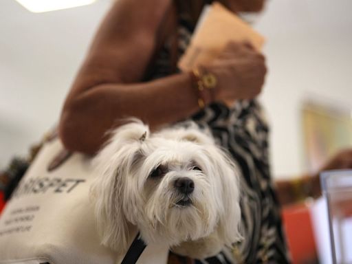 Spain’s first public pet cemetery opens with grief support for owners