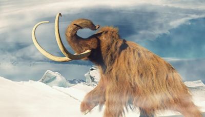 A Piece of Evidence May Explain Why the Woolly Mammoth Disappeared So Suddenly