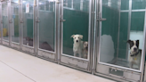 Oklahoma City Animal Shelter waives dog adoption fees for the summer