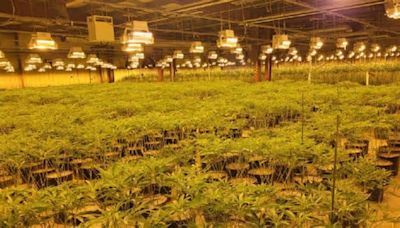 $8M worth of illicit cannabis plants seized from warehouse in Niagara Falls: OPP