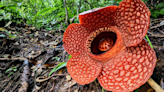 Earth’s stinkiest flower is threatened with extinction