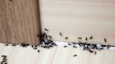 Truly Nolen Pest Control pest control review: A comprehensive guide (2024) | CNN Underscored