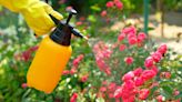 Gardener shocked to discover this ‘safe’ insecticide isn’t so eco-friendly after all: ‘I’m just thinking about the natural ecosystem’