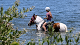 DNA of horse manure linked to pollution in Palma Sola Bay