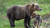 Fat Bear Week 2023 begins at Katmai National Park. Time to vote for your favorites.