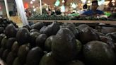 Exportación del oro verde en vilo: violencia en zona aguacatera de México la impacta