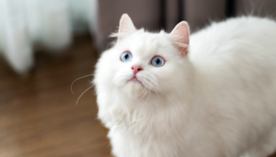 Persian Cat’s ‘Count Catula’ Costume Has People Hypnotized