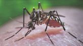 Austin Public Health trapping more mosquitoes than usual