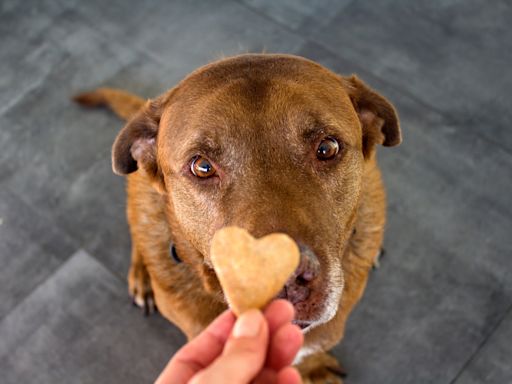 Labrador Enlists the Help of the Cat to Get to Treats She Couldn’t Reach