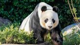 China to send a new pair of giant pandas to Australia in sign of warming ties