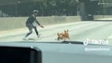 Dog caught on video running loose on 110 Freeway in downtown Los Angeles