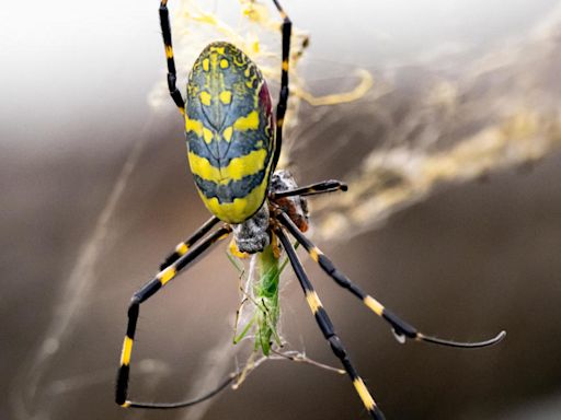 Wary of giant, parachuting Joro spiders? Here's what to know.