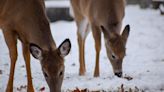 2 cases of 'zombie deer disease' have been confirmed in B.C. Here's what you need to know