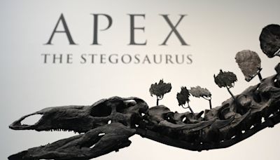 A stegosaurus nicknamed Apex will be auctioned in New York. Its remains show signs of arthritis