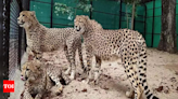 Madhya Pradesh government defends secrecy on Project cheetah citing sovereignty risks | India News - Times of India