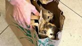 Milagro en Las Vegas: gatos abandonados en bolsa de papel luchan por sobrevivir