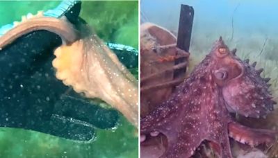 Octopus Takes Diver by the Hand and Leads Her to an Underwater Mystery