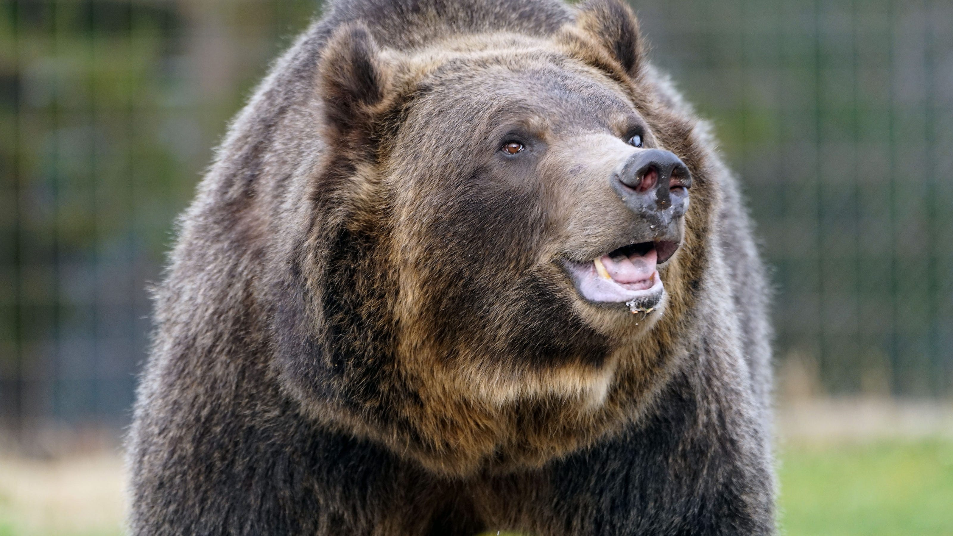 Man seriously injured in grizzly bear attack in closed area of Grand Teton National Park