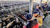 El valor de la hacienda tuvo una leve mejora en el Mercado Agroganadero de Cañuelas