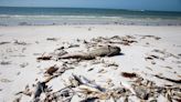 Red tide: Fort Myers Beach removes 10 tons of dead fish from beaches; 3 tons to go