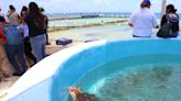 En las Isla Mujeres, al sur de México, reactivan hospital de tortugas marinas