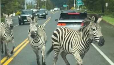 'I like to move it': Zebras escape trailer, gallop on Washington highway: Watch video