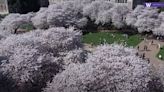 Around the Sound: Cherry blossoms return to the UW Quad