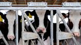 Amostras de vaca dos EUA enviada para abate detectaram gripe aviária, diz USDA