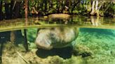 Florida: Kayaking with manatees in Crystal River