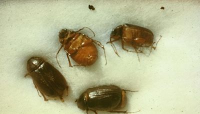 It's June bug season. What to know about the seasonal critter and how to get rid of them