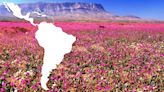 El desierto más seco del mundo está en Sudamérica y un raro fenómeno lo está cubriendo de flores