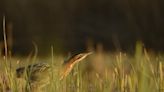 Britain's loudest bird with 'booming foghorn' call makes comeback in London