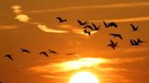 “Frenen los molinos”. Por qué los parques eólicos marinos pueden afectar la migración de aves